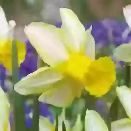 Mother Duck